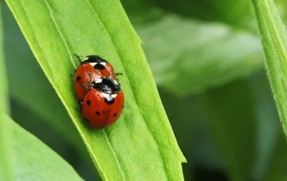 Ik heb al jaren geen zin